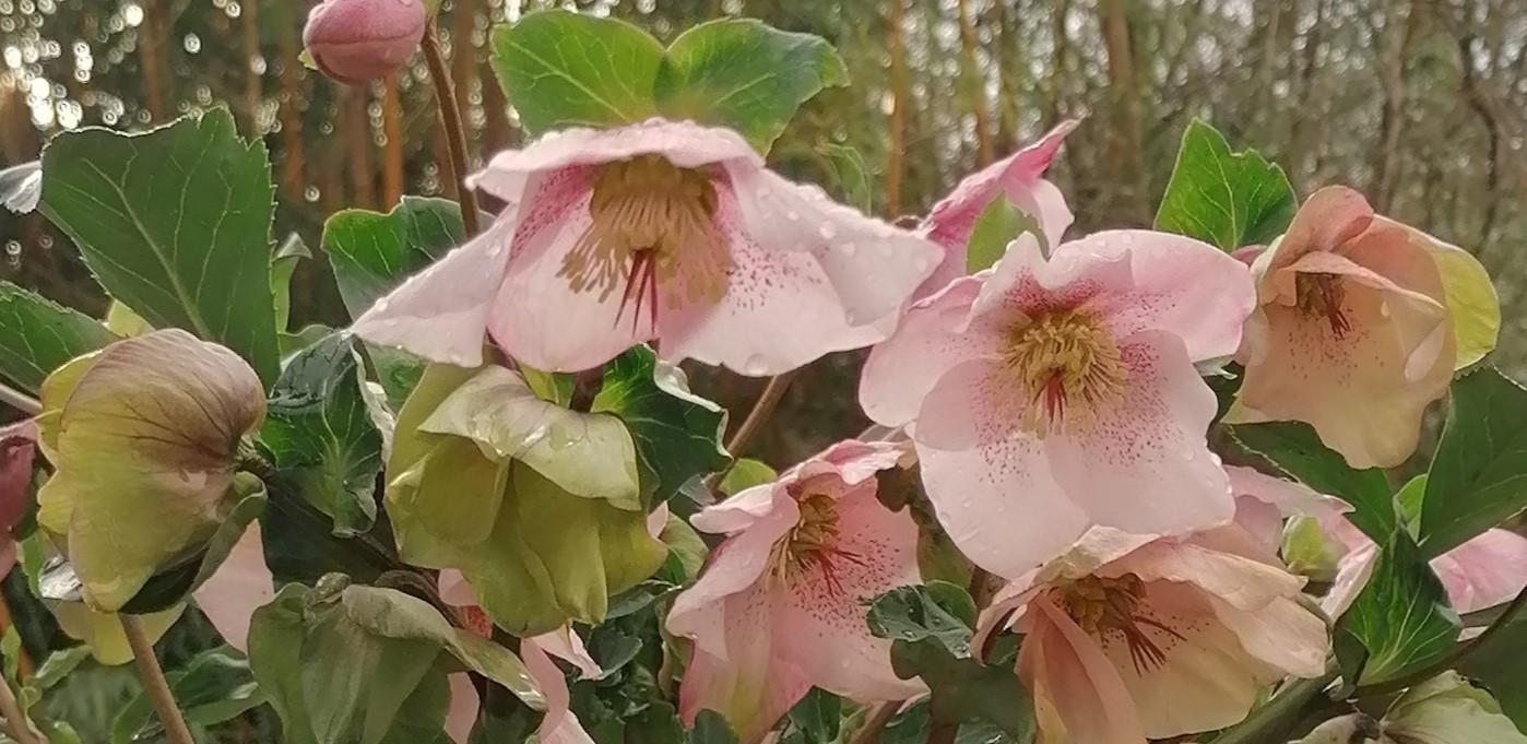 Beeren-Astern